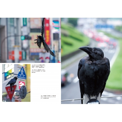 とことんカラス : BIRDER編集部 | HMV&BOOKS online - 9784829972465