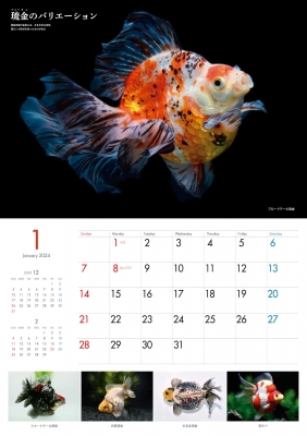 食品・日用品 半額ストア 金魚カレンダー 2024 : 日本観賞魚振興事業協同組合 | HMV&BOOKS 手帳・カレンダー