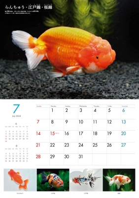 金魚カレンダー 2024 : 日本観賞魚振興事業協同組合 | HMV&BOOKS