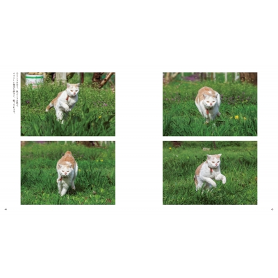 ボンド 桃農家のねこ : 岩合光昭 | HMV&BOOKS online - 9784911003176