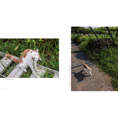 ボンド 桃農家のねこ : 岩合光昭 | HMV&BOOKS online - 9784911003176