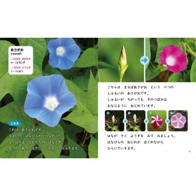 くさばなの つぼみ (つぼみを みつけよう 1) | 亀田龍吉, つぼみ