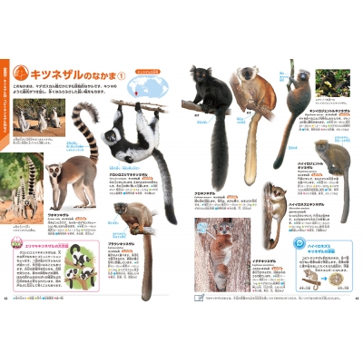 限定品 学研の図鑑 LIVE 動物 図鑑50周年記念 記念冊子 ケース付 限定品 学研の図鑑 LIVE 動物 図鑑50周年記念 記念冊子 ケース付