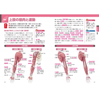 解剖学・運動学・生理学など 動画×書籍で学ぶ解剖学・生理学7日間で総復習できる本 | 町田