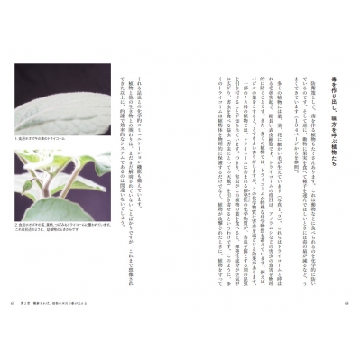 誰かに贈りたくなる果物です 614gwoRTt0L._UF350,350_QL50_.jpg