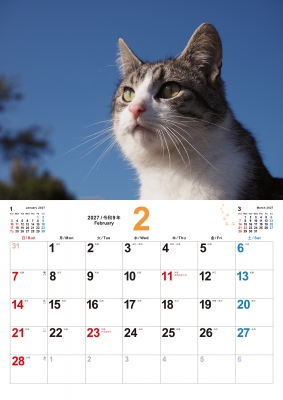S13 ねこ日和 2027 Cat Calendar 永岡書店のカレンダー : 岩合光昭