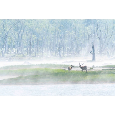 A Year Of Deer エゾシカ、ツノの記憶 : 柳楽航平 | HMV&BOOKS online