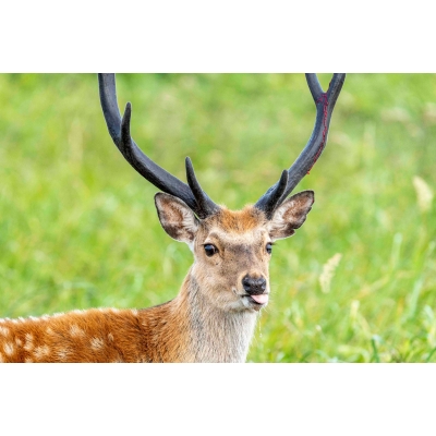 A Year Of Deer エゾシカ、ツノの記憶 : 柳楽航平 | HMV&BOOKS online