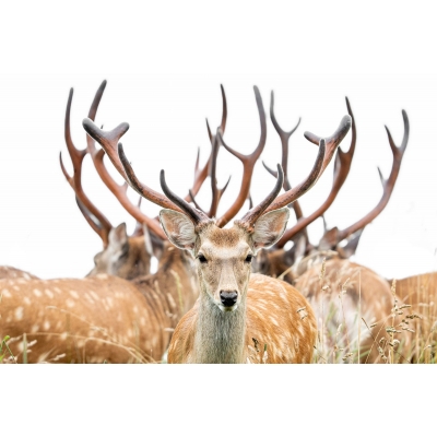 A Year Of Deer エゾシカ、ツノの記憶 : 柳楽航平 | HMV&BOOKS online