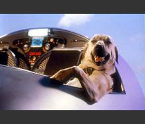 キャッツ＆ドッグス 特別版 [DVD] p706p5g Cats & Dogs: Revenge of Kitty Galore / Chats et Chiens: La