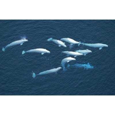 BBC EARTH グレート・ネイチャー DVD-BOX [episode1-6] 3枚組 wyw801m Amazon.co.jp: BBC EARTH グレート・ネイチャー DVD-BOX [episode1-6
