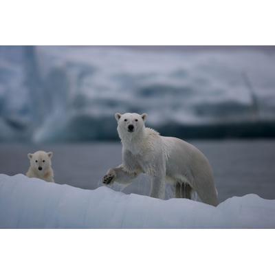 BBC EARTH グレート・ネイチャー DVD-BOX [episode1-6] 3枚組 wyw801m Amazon.co.jp: BBC EARTH グレート・ネイチャー DVD-BOX [episode1-6