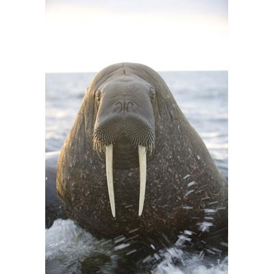 BBC EARTH グレート・ネイチャー DVD-BOX [episode1-6] 3枚組 wyw801m Amazon.co.jp: BBC EARTH グレート・ネイチャー DVD-BOX [episode1-6