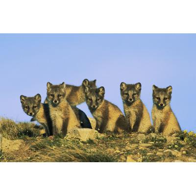 BBC EARTH グレート・ネイチャー DVD-BOX 3枚組 （episode1-6) : 自然