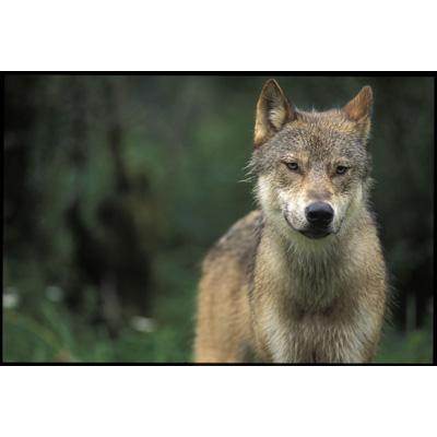 その他 Nature&#39;s Great Events [DVD] Amazon.co.jp | Nature's Great Events DVD・ブルーレイ