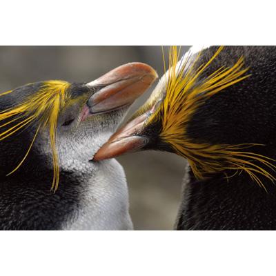 BBC EARTH サウス・パシフィック ブルーレイ・デラックスBOX(epi… BBC EARTH サウス・パシフィック ブルーレイ・デラックスBOX