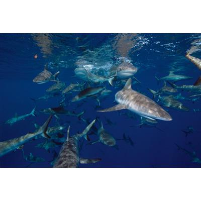 BBC EARTH South Pacific DVD-BOX [Episode 1-6] : 自然
