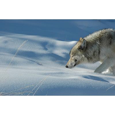 BBC EARTH イエローストーン DVD-BOX (episode 1-3) : 自然