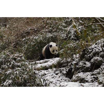 BBC EARTH ワイルド・チャイナ ブルーレイ デラックス・ツイン