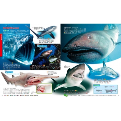 さかなページ Amazon.co.jp: にじいろのさかな (世界の絵本) : マーカス