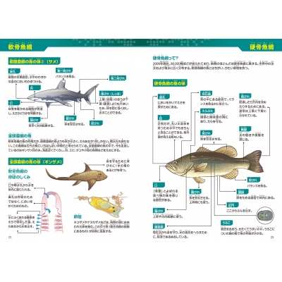 どっちが強い!?サメvsメカジキ 海の頂上決戦 角川まんが科学 どっちが強い!?サメvsメカジキ 海の頂上決戦 角川まんが科学