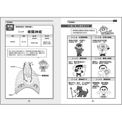 神経インパクト イラストと語呂で楽しく学ぶ解剖学 : 原田晃