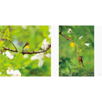 日本のかわいい鳥と花 パイインターナショナル Hmv Books Online