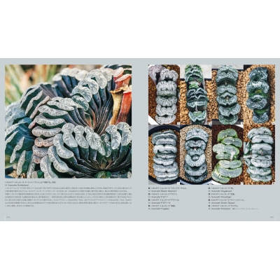 多肉植物全書 All about SUCCULENTS : パワポン・スパナンタナーノン | HMV&BOOKS online -  9784766131543