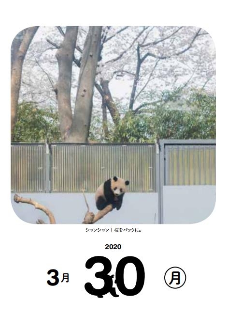2020日めくり! 毎日シャンシャン366日カレンダー☆ 2020日めくり！ 毎日シャンシャン366日カレンダー - 平凡社