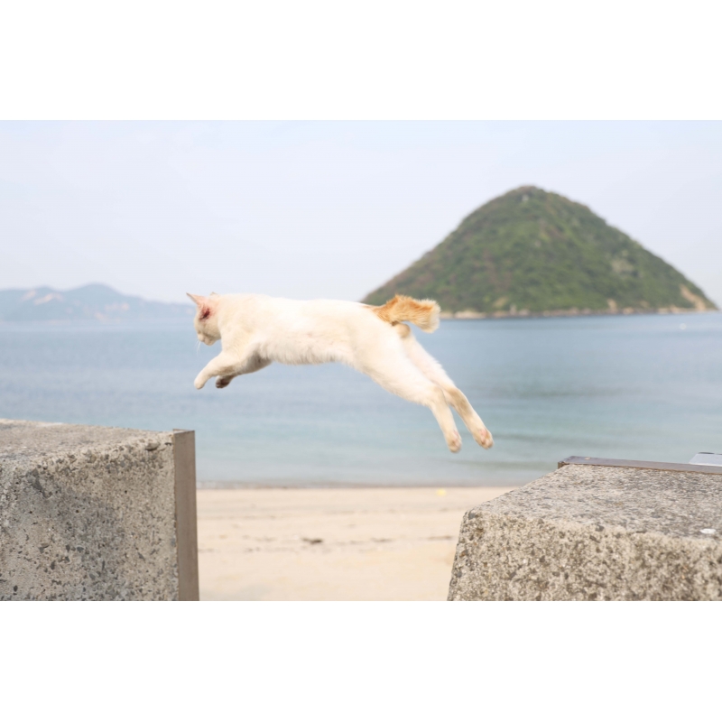 ボクらと島ネコ。in 佐柳島 前編」 椎名 鯛造×深澤 大河
