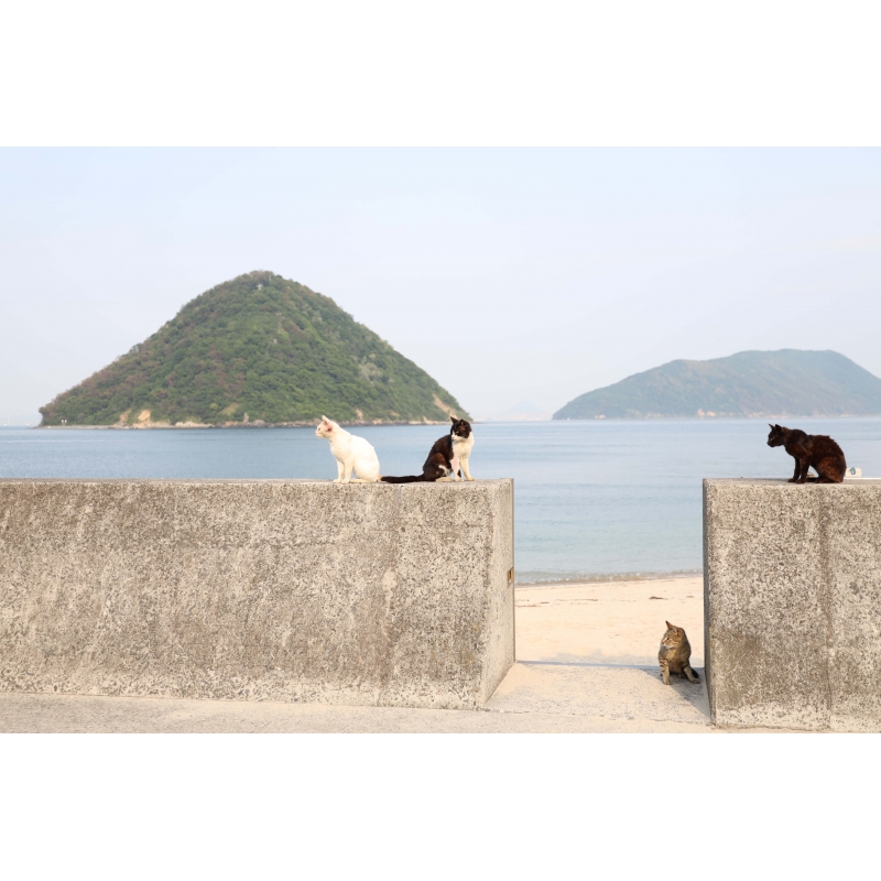 ボクらと島ネコ。in 佐柳島 前編」 椎名 鯛造×深澤 大河