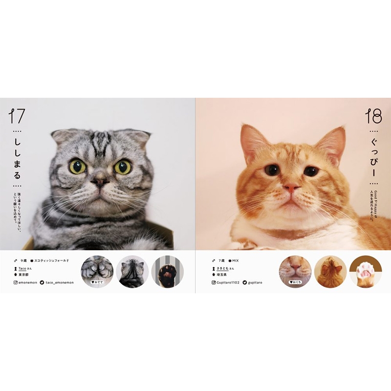 商品画像：ONEKOSAMA OINUSAMA 猫 トイレ 大型 隠す 猫トイレ 大きめ 多頭 3