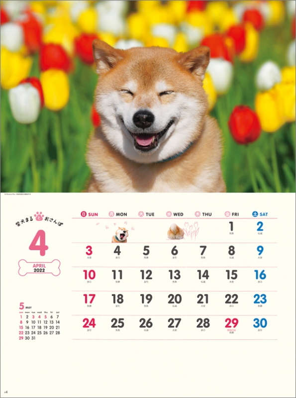 柴犬まるとおさんぽ 22年カレンダー 22年カレンダー Hmv Books Online 22cl392