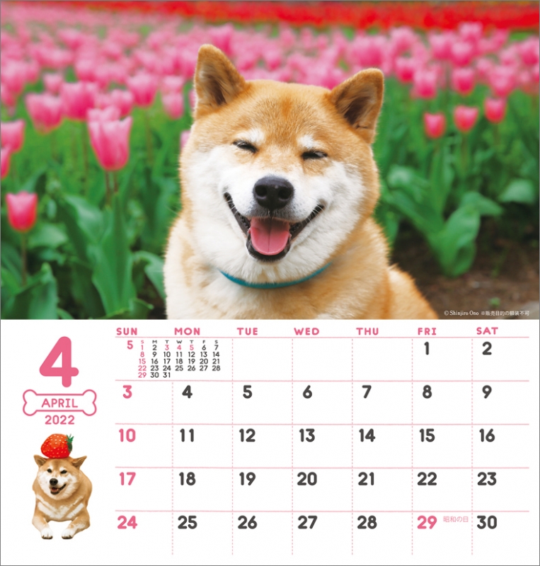 卓上 柴犬まるとおさんぽ 22年卓上カレンダー 22年カレンダー Hmv Books Online 22cl393