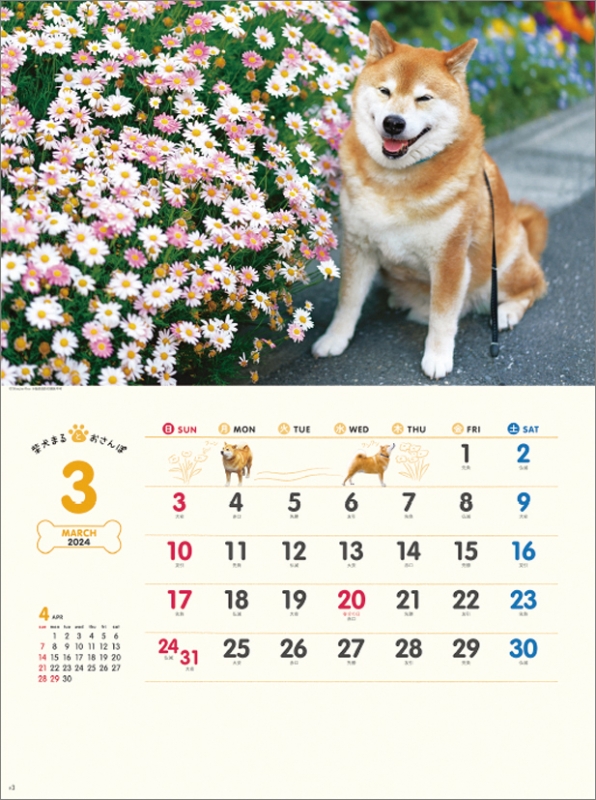 柴犬まるとおさんぽ / 2024年カレンダー : 2024年カレンダー 