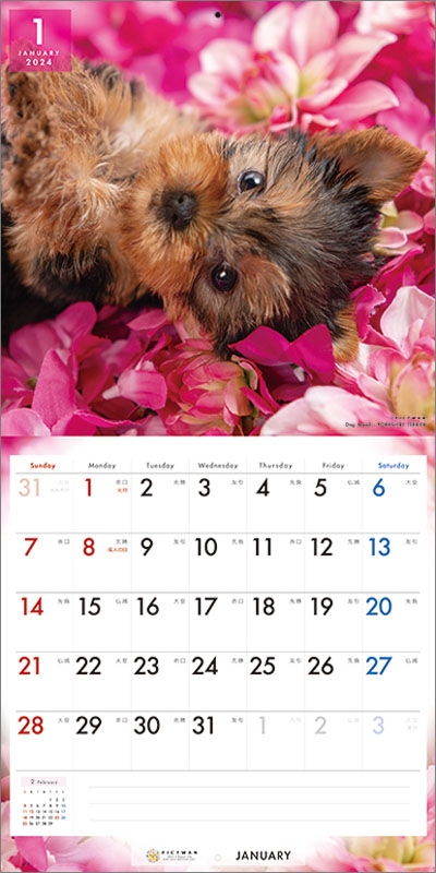 ヨークシャー・テリア / 2024年カレンダー : 2024年カレンダー