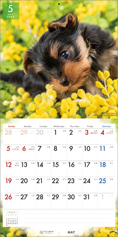 ヨークシャー・テリア / 2024年カレンダー : 2024年カレンダー