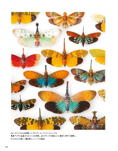 世界一うつくしい昆虫図鑑