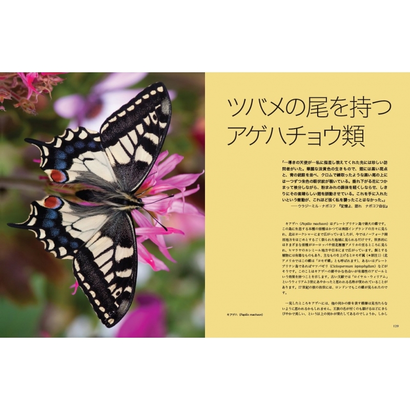 なぜ蝶は美しいのか 新しい視点で解き明かす美しさの秘密 : フィリップ・ハウス | HMV&BOOKS online - 9784767819266