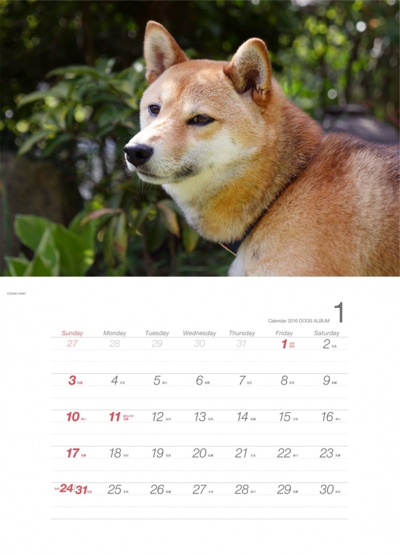 ドッグズアルバム 柴犬 16 カレンダー 新美恵子 Hmv Books Online