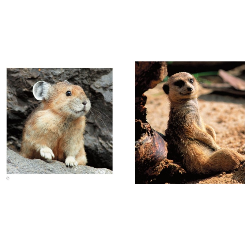 SMILE! 動物のかわいい笑顔の写真集 きっとあなたも笑顔になる！ : MdN