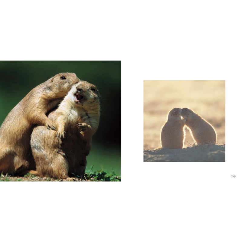 SMILE! 動物のかわいい笑顔の写真集 きっとあなたも笑顔になる！ : MdN