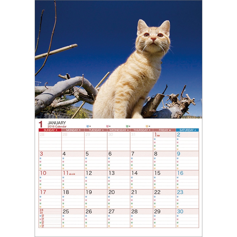 吾輩らは 島猫である 16年カレンダー 16年カレンダー Hmv Books Online 16cl322