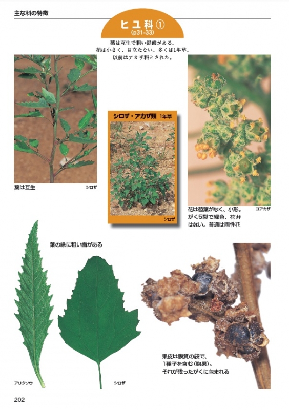 形とくらしの雑草図鑑 見分ける 身近な300種 野外観察ハンドブック 岩瀬徹 Hmv Books Online