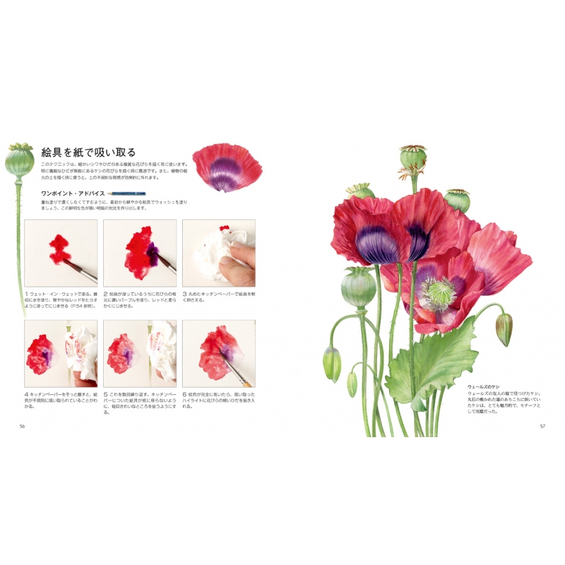 No.289ドイツ ビンテージ 紙もの ボタニカルアート 植物図鑑 水彩画 セール本・雑誌・漫画 - No.289ドイツ ビンテージ 紙もの