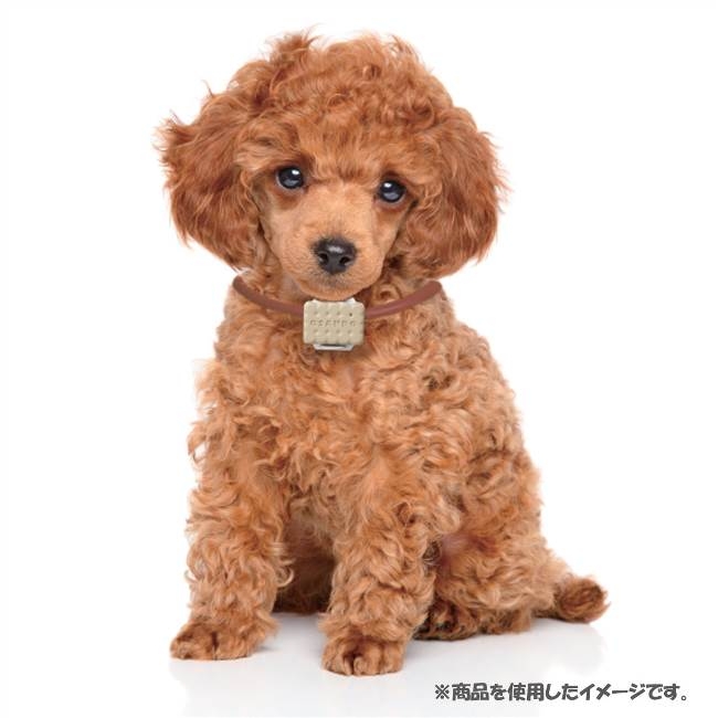 いぬのきもち お散歩time Hmv Books Online おもちゃ