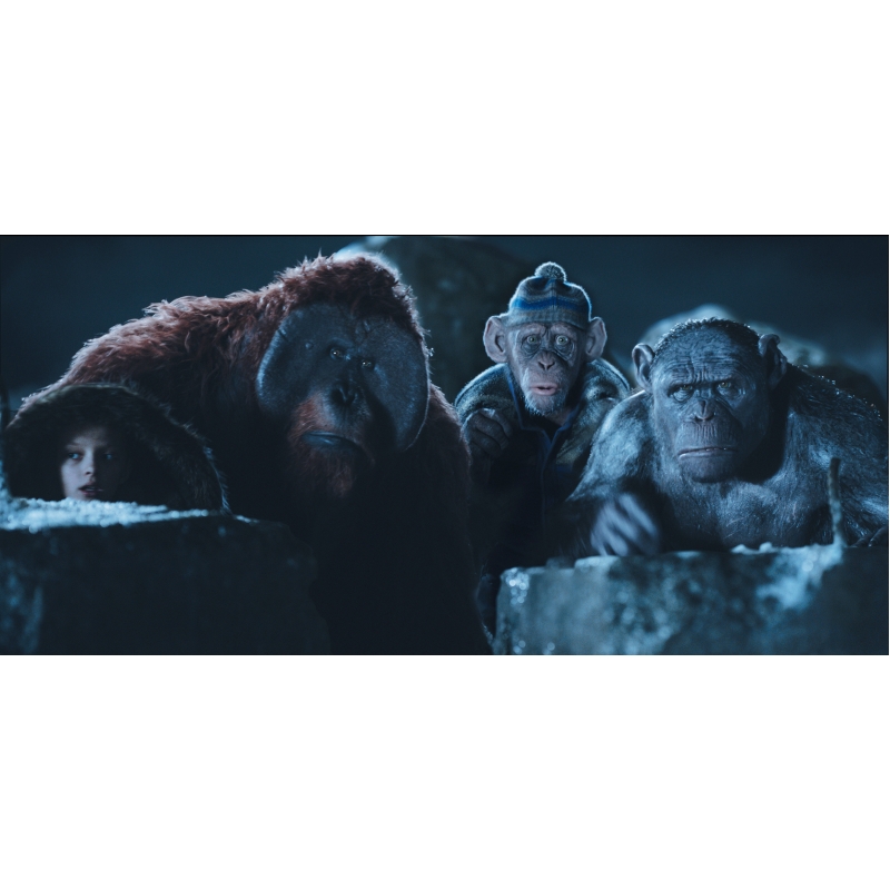 猿の惑星：聖戦記（グレート・ウォー） ＜4K ULTRA HD＋3D＋2Dブルーレイ／3枚組＞ : 猿の惑星 | HMVBOOKS online -  FXHA-78481