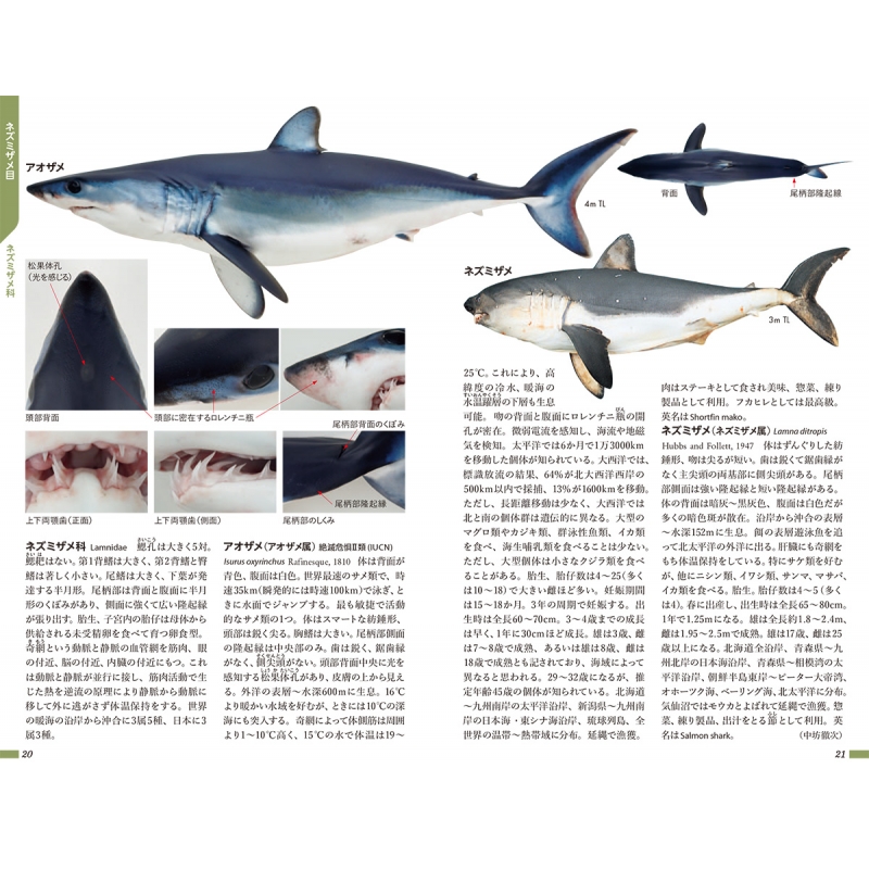 小学館の図鑑Z 日本魚類館 ～精緻な写真と詳しい解説～ : 中坊