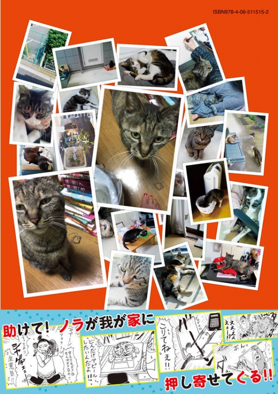 飼ってない猫 1 Kcデラックス 関口かんこ Hmv Books Online