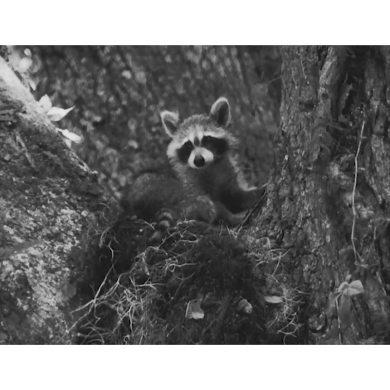 ルイジアナ物語 Hmv Books Online Tced 4500